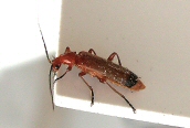 Soldier Beetle