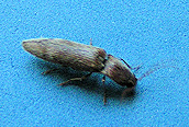 Stenagostus rhombeus