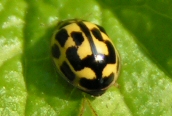 14-spot Ladybird