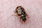 Anisosticta 14-punctata