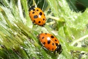 Hippodamia 13-punctata