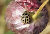 Tytthaspis 16-punctata
