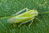 Alebra albostriella