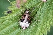 Deraeocoris flavilinea