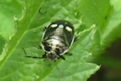 Brassica Bug