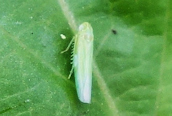 Hebata vitis ? 