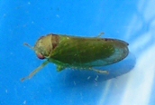 Leafhopper