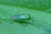 Lygocoris pabulinus