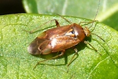 Lygus pratensis