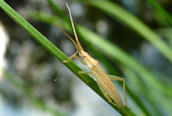 Notostira elongata