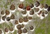 Pulvinaria sp.