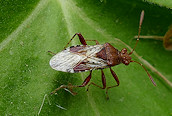 Rhopalus subrufus