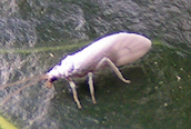 a whitefly