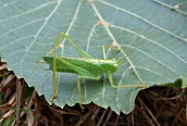 Oak Bush Cricket