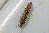 Agraylea multipunctata