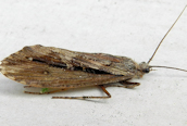 Glyphopsyche irrorata