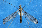 Nephrotoma (flavipalps?)