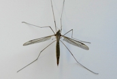 Tipula (oleracea ?)