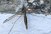 Tipula vitatta ?