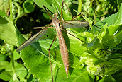 Tipula paludosa