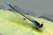 Small Red-eyed Damselfly