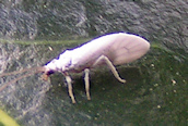 Coniopteryx sp.?