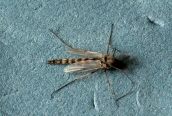 Chironomus sp.