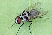 Anthomyia (procellaris ?)