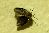 Clogmia albipunctata