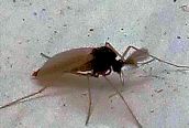 Diamesa sp.