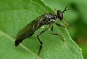 poss. Dioctria sp.