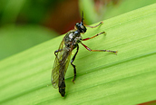 Dioctria sp.