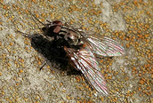 Musca autumnalis ?