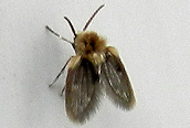 Philosepedon sp. ?