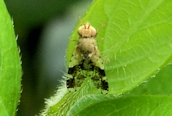 Tephritis sp.