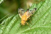 Xyphosia miliaria