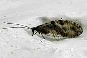 Micromus variegatus ? 