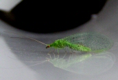 a Lacewing