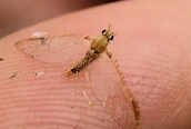 Cleon dipterum 