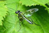 Tenthredopsis (mesomela)
