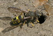 a sphecid wasp