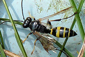 Gorytes sp.