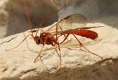 Ophion luteus (?)
