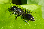 Pemphredon sp.