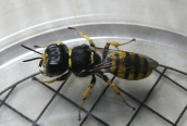 a Digger Wasp