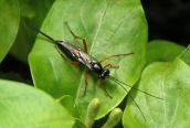 Pimpla hypochondriaca