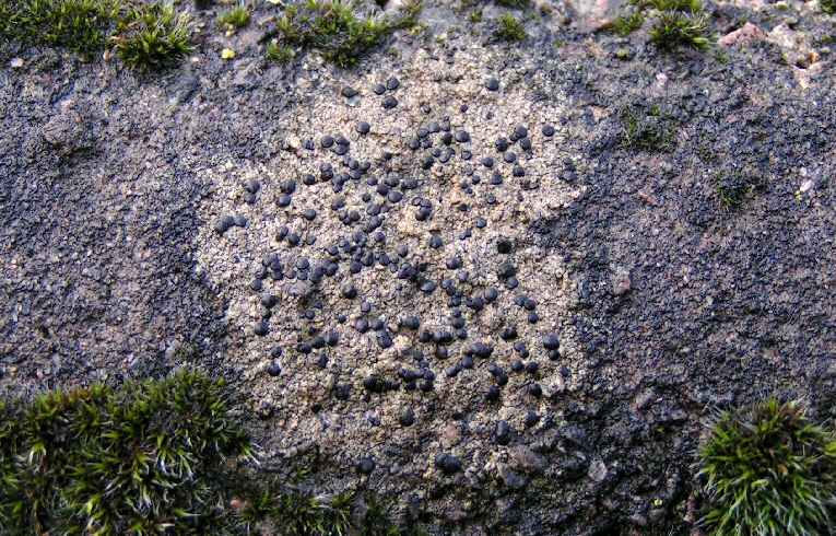 WILDLIFE/lichens/lichen_Rhizocarpon_reductum_cap_rd.htm