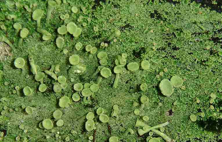  Cladonia (fimbriata?)