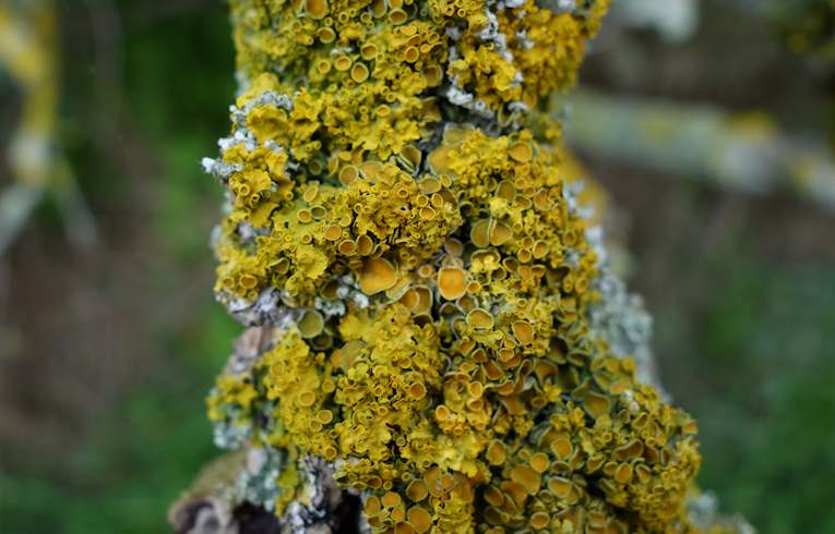 Xanthoria polycarpa