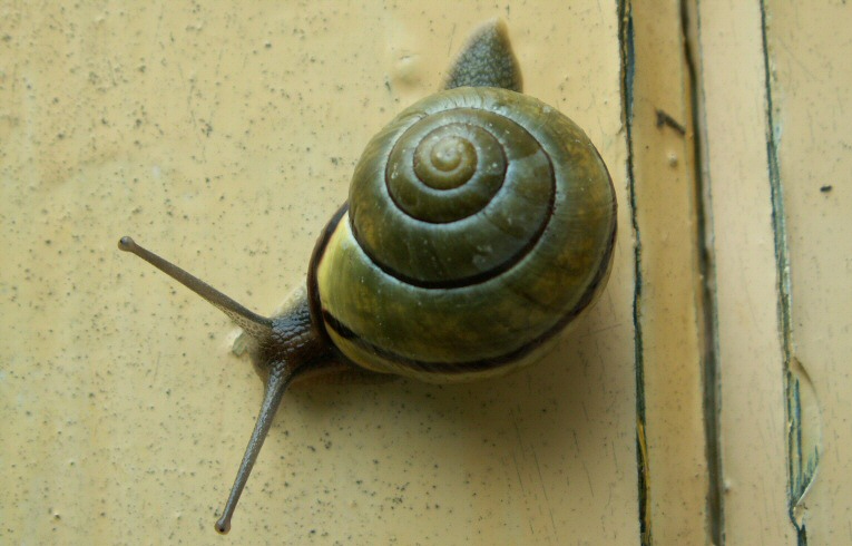 Brown-lipped Snail
